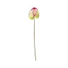 Anthurium Vert Clair et Rouge