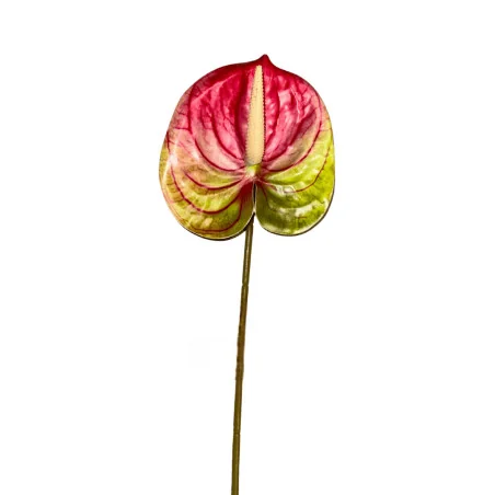 Anthurium Rouge et Vert Clair