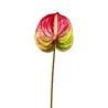 Anthurium Rouge et Vert Clair