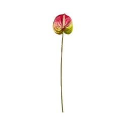 Anthurium Rouge et Vert Clair