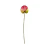 Anthurium Rouge et Vert Clair