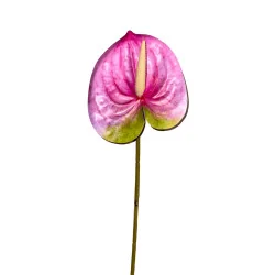 Anthurium Rose et Vert