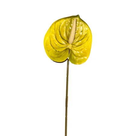 Anthurium Jaune