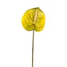 Anthurium Jaune