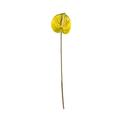 Anthurium Jaune