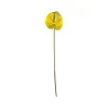 Anthurium Jaune
