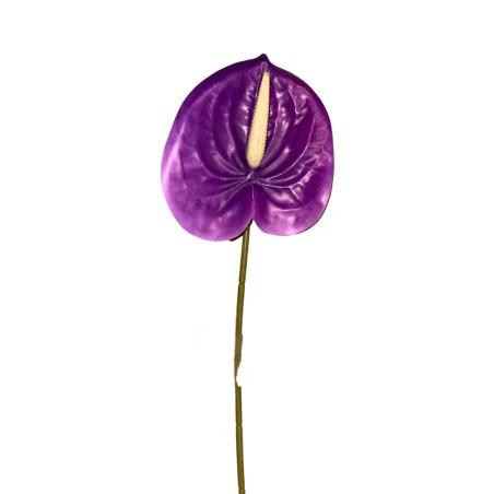 Anthurium Violet