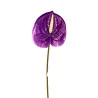 Anthurium Violet