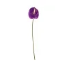 Anthurium Violet