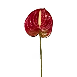 Anthurium Rouge Foncé