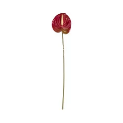 Anthurium Rouge Foncé