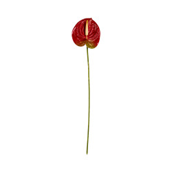 Tige d’Anthurium Artificiel Rouge avec Touche Verte