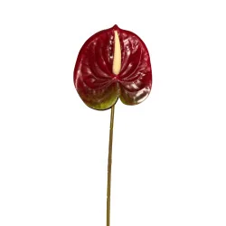 Anthurium Bordeaux