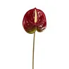Anthurium Bordeaux