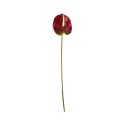 Anthurium Bordeaux