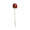 Anthurium Bordeaux