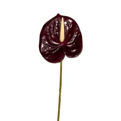 Anthurium Chocolat