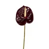 Anthurium Chocolat