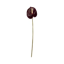 Anthurium Chocolat