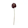 Anthurium Chocolat