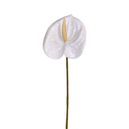 Anthurium Blanc