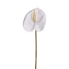 Anthurium Blanc