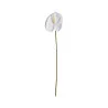 Anthurium Blanc