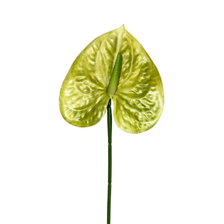 Anthurium Vert