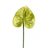 Anthurium Vert
