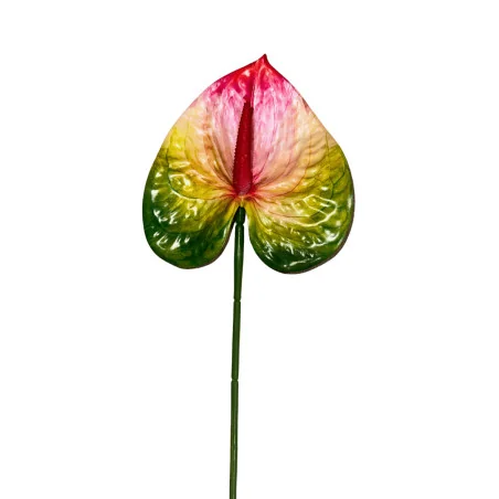 Anthurium Rouge, Vert & Jaune