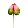 Anthurium Rouge, Vert & Jaune