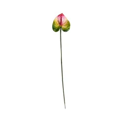 Anthurium Rouge, Vert & Jaune