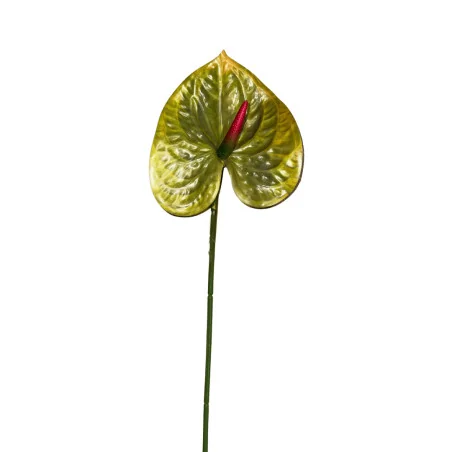 Anthurium Vert Millieu Rouge