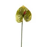 Anthurium Vert Millieu Rouge