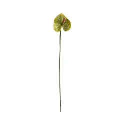 Anthurium Vert Millieu Rouge