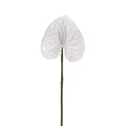Anthurium Blanc