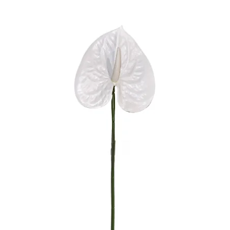 Anthurium Blanc