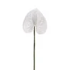 Anthurium Blanc