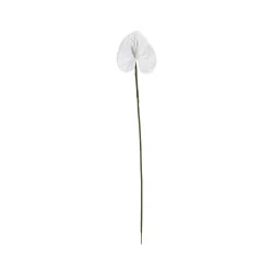 Anthurium Blanc