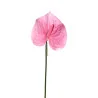 Anthurium Rose