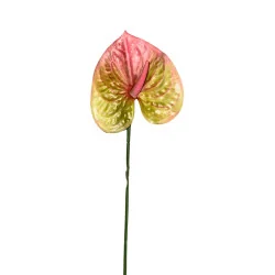 Anthurium Vert & Rose