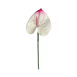 Anthurium Blanc & Rose