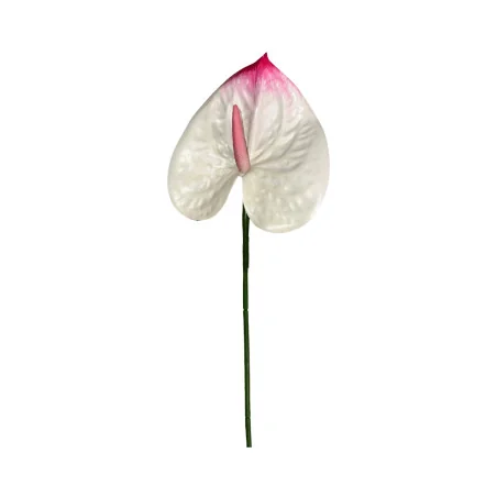 Anthurium Blanc & Rose