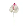Anthurium Blanc & Rose