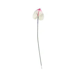 Anthurium Blanc & Rose