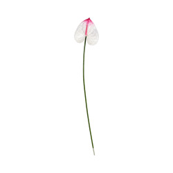 Tige d’Anthurium Artificiel Blanc Pointe Rose