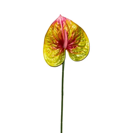 Anthurium Jaune & Rose