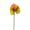 Anthurium Jaune & Rose