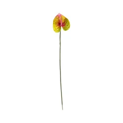 Anthurium Jaune & Rose