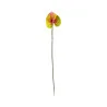 Anthurium Jaune & Rose